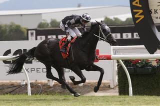 Five To Midnight (NZ) (Domesday) claimed the biggest win of his career in Saturday’s $100,000 Group 3 Skycity Hamilton Waikato Cup. Photo: Trish Dunell